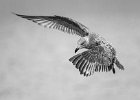 Eddie Sherwood - Eyeing It Up, Juvenile Herring Gull.jpg
